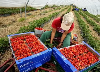 عقود العمل في اسبانيا الفلاحة 2022-2023