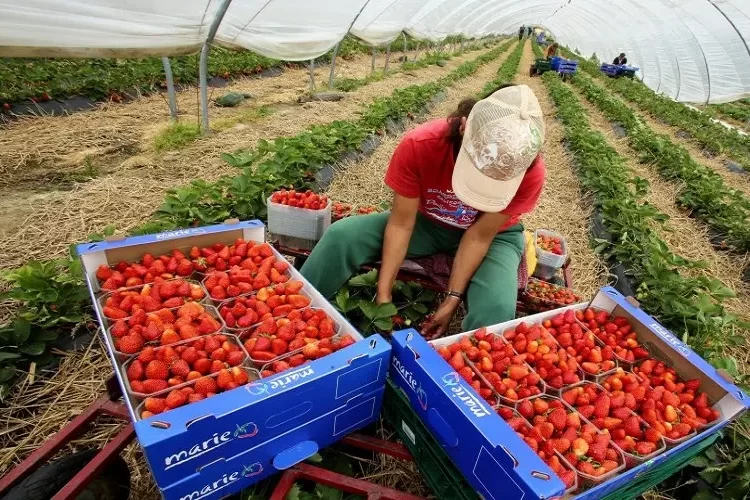 عقود العمل في اسبانيا الفلاحة 2022-2023