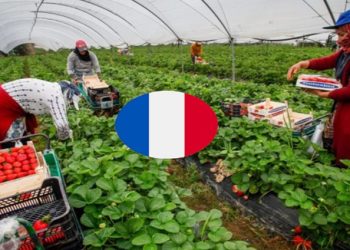 بدون شهادة او دبلوم مطلوب عمال وعاملات فلاحيين موسميين للعمل بدولة فرنسا عن طريق الأنابيك