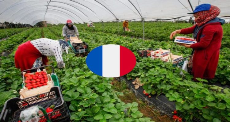 بدون شهادة او دبلوم مطلوب عمال وعاملات فلاحيين موسميين للعمل بدولة فرنسا عن طريق الأنابيك