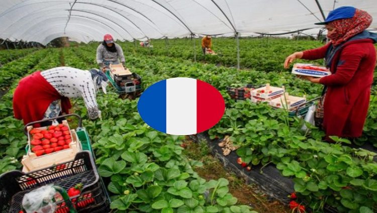 بدون شهادة او دبلوم مطلوب عمال وعاملات فلاحيين موسميين للعمل بدولة فرنسا عن طريق الأنابيك