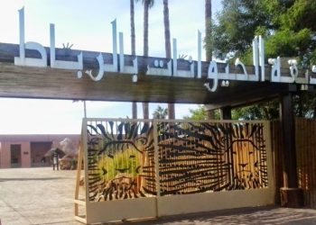 مباراة حديقة الحيوانات بالرباط