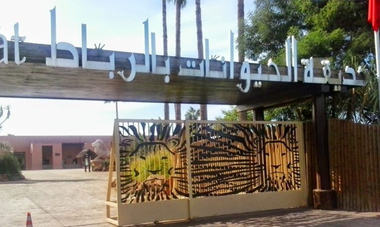 مباراة حديقة الحيوانات بالرباط