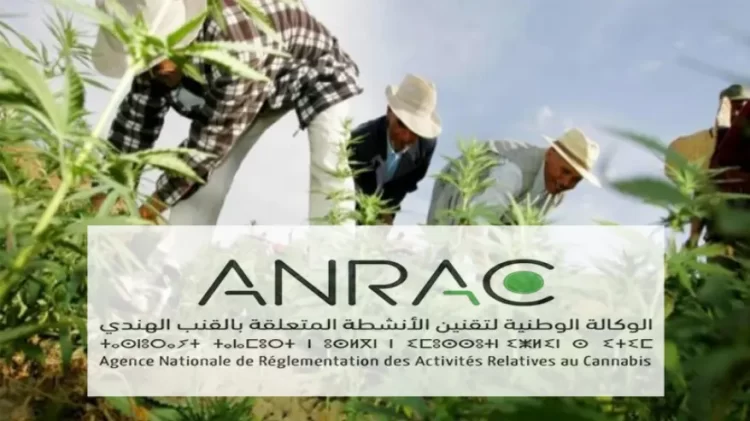 الوكالة الوطنية لتقنين الأنشطة المتعلقة بالقنب الهندي Concours ANRAC 2023 مباريات توظيف 3 تقنيين متخصصين و16 إطار في عدة تخصصات