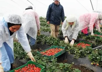 (100) Ouvrier(e) Agricole sur AGADIR