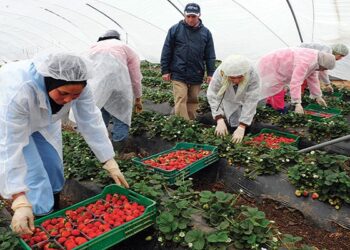 تشغيل 100 عاملات وعمال في الفلاحة بمولاي بوسلهام