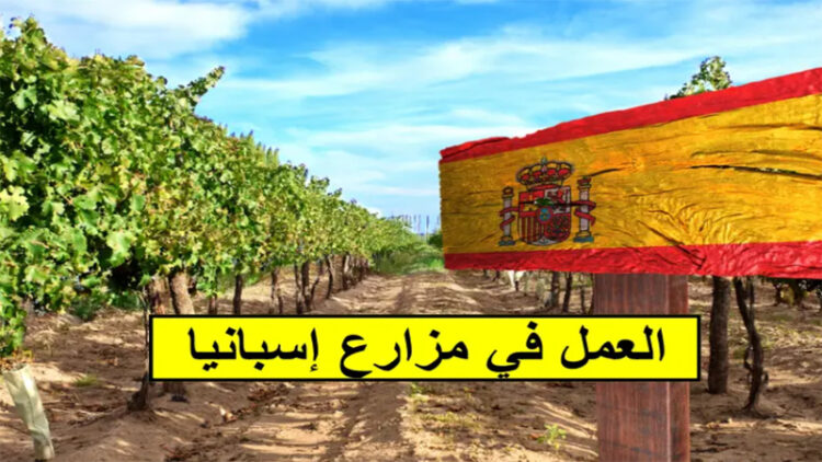 التسجيل في العمل التطوعي لمدة 5 أشهر بمزرعة إسبانية