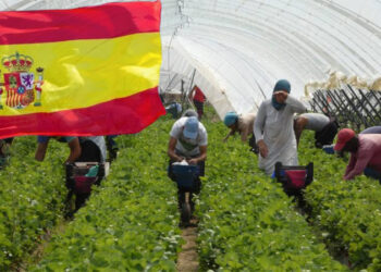 العمل التطوعي في مزارع إسبانيا 2024