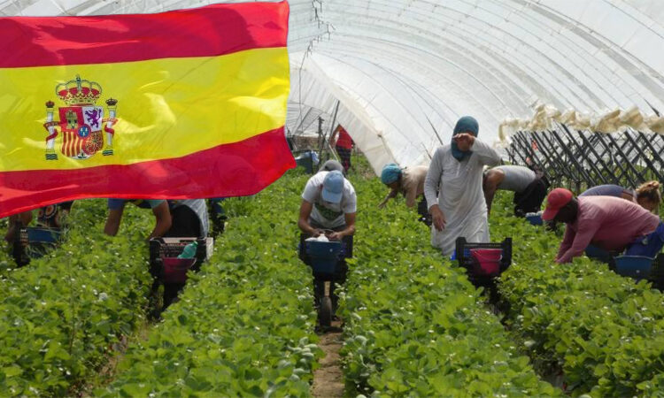 العمل التطوعي في مزارع إسبانيا 2024