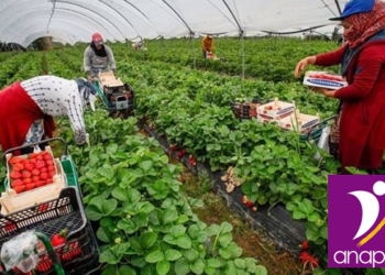 Recrutement de 400 OUVRIERS AGRICOLE (Homme /Femme)