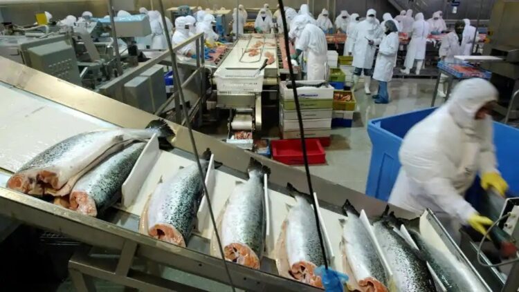 الأنابيك: تشغيل 600 عامل و عاملة تنقية سمك القمرون بمدينة تاوريرت